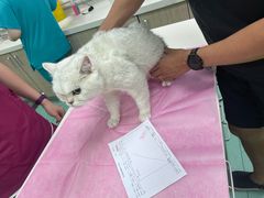 -北京观赏动物医院·24小时大型综合·猫专科·异宠专科