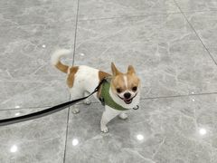 -艾贝尔宠物医院·宠保定点·超声绝育·免疫点(樱花路店)