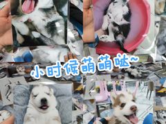 -星多哈·狗咖·拼豆·咖啡