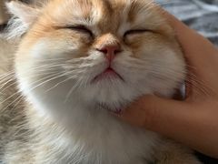 -李小姐の猫咖啡馆(五角场店)