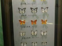 -蝴蝶泉公园