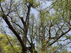 -西湖风景区十里琅珰-五云山