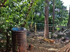 -老袁家蜜桃农场·阳山水蜜桃