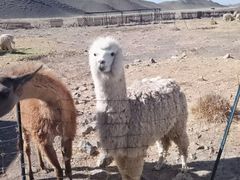 -新疆天山野生动物园