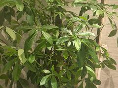 -盛百味·家宴餐厅(霸州分店)