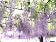 -嘉定紫藤园