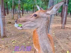 -秦皇岛野生动物园