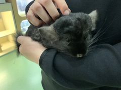 -藦茜花园宠物主题亲子互动体验馆(国顺东路店)