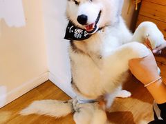 小霸王-Husky Go! 哈士奇体验馆·宠物咖啡厅狗咖