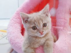 -1013 PET SHOP精品宠物商店(丁香店)