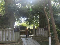 -九龙湖公园