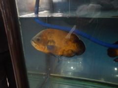 -裕德隆清真饭庄·天津特色菜(东丽店)