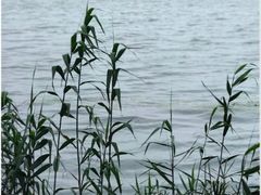 -金鸡湖桃花岛