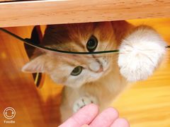 -猫十亿·布偶金渐层·曼基康矮脚猫舍(青年路店)