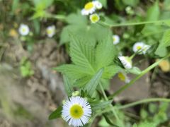 -秦岭终南山世界地质公园翠华山景区
