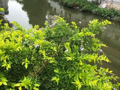 -小洲村