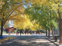 -三里屯东五街银杏大道