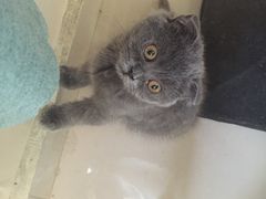 -鼓捣猫呢主题猫咖店