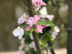 -海棠花溪(元大都城垣遗址公园)
