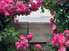 -上海滨江森林公园