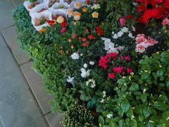 -溪岸路花鸟市场
