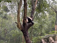 -成都大熊猫繁育研究基地