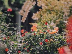 -国家植物园南园