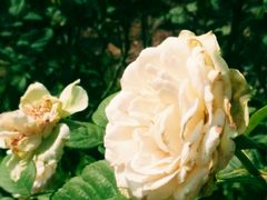 -人民公园(罗湖区)