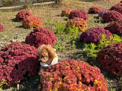 -艾吉宠物医院·疑难杂症转诊中心·猫友好(碧江路院)