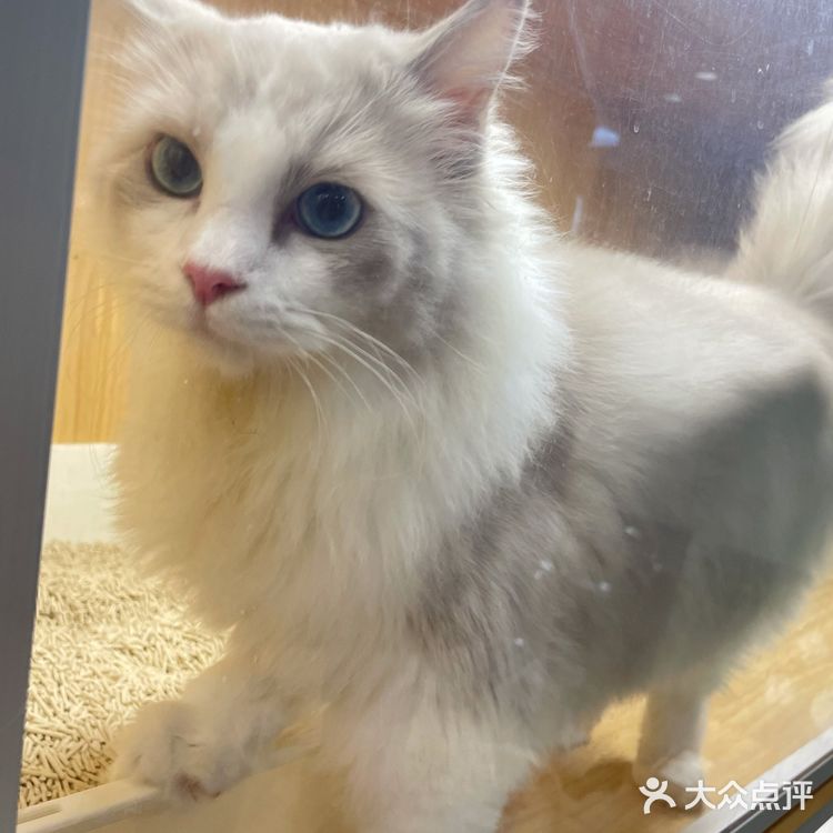 Universe猫宇 | 天河靠谱猫舍‼️