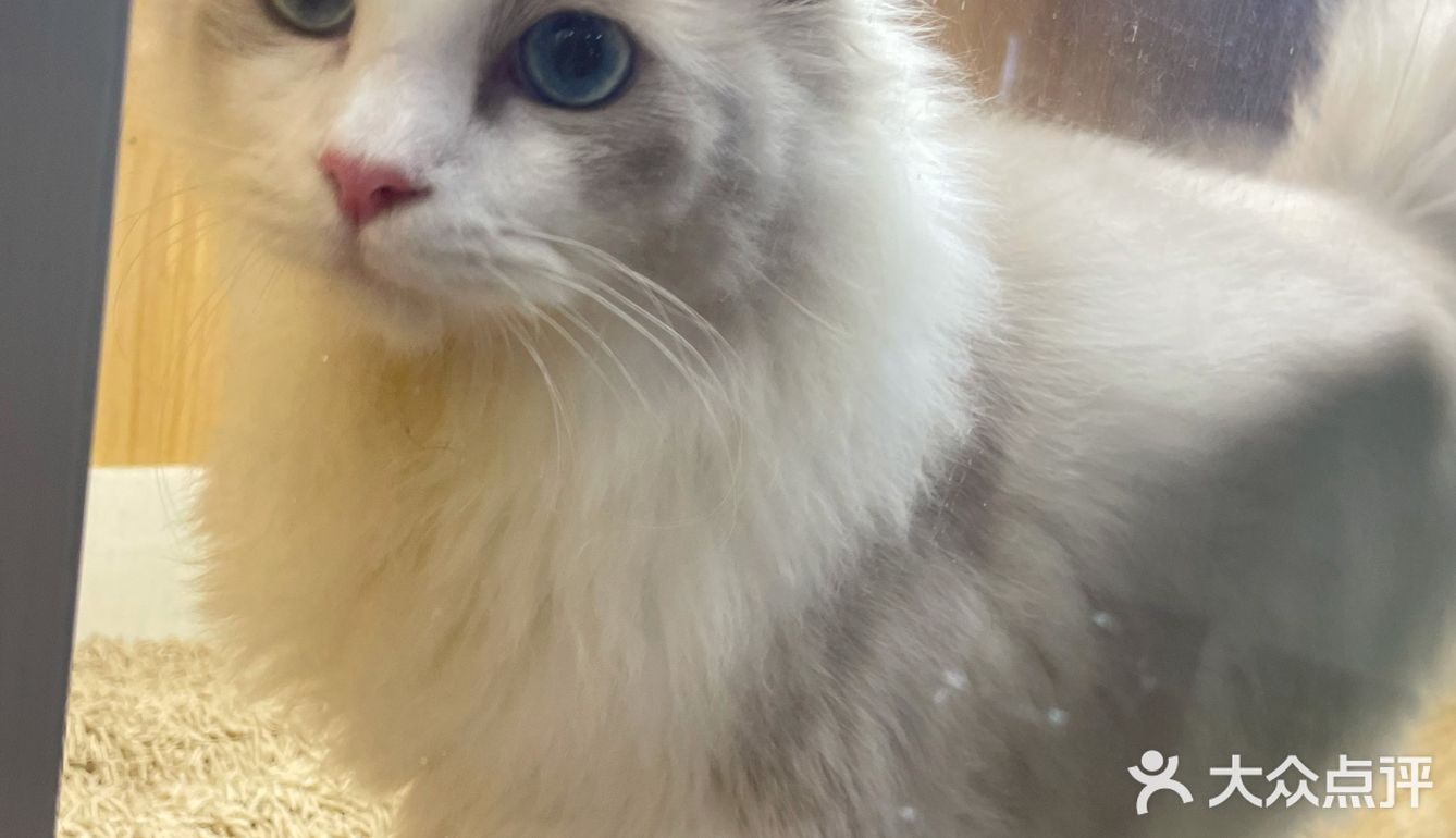 Universe猫宇 | 天河靠谱猫舍‼️