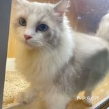 Universe猫宇 | 天河靠谱猫舍‼️