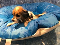 -Oh My Dog宠物沙龙(伊珊娜皮毛护理店)