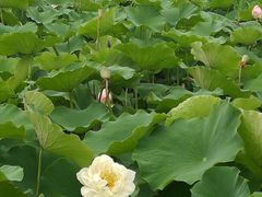 -嘉北郊野公园