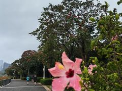 -深圳湾公园(南山区)