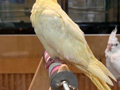 -帕帕拉兹宠物(亚洲旗舰店)