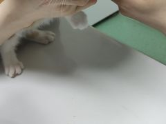-伟伟宠物医院·CT影像中心·瑞派犬猫综合性门诊(汉口总院)