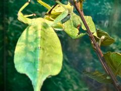 -上海大自然野生昆虫馆(东方明珠·爬宠昆虫探索中心)