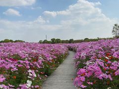 -花开海上生态园
