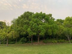 -昆山城市生态森林公园