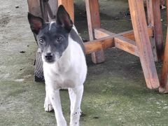 -同銮特种养殖场·龙虾垂钓