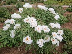 -洛阳市隋唐城遗址植物园