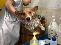 -奶牛家宠物酒店(嘉宏云顶店)