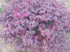 -艾溪湖湿地公园