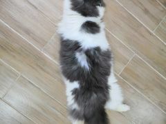 -李小姐の猫咖啡馆(五角场店)