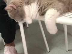 -我爱猫咪·猫咖·狗咖·安哥拉兔·羊驼咖(小寨华旗店)