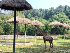 -北京野生动物园