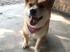 -柴犬高等学院·狗咖·柴犬售卖·宠物训练