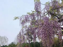 -嘉定紫藤园