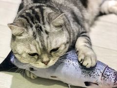 -喵的天空名猫咖啡馆·撸猫·猫舍·用品